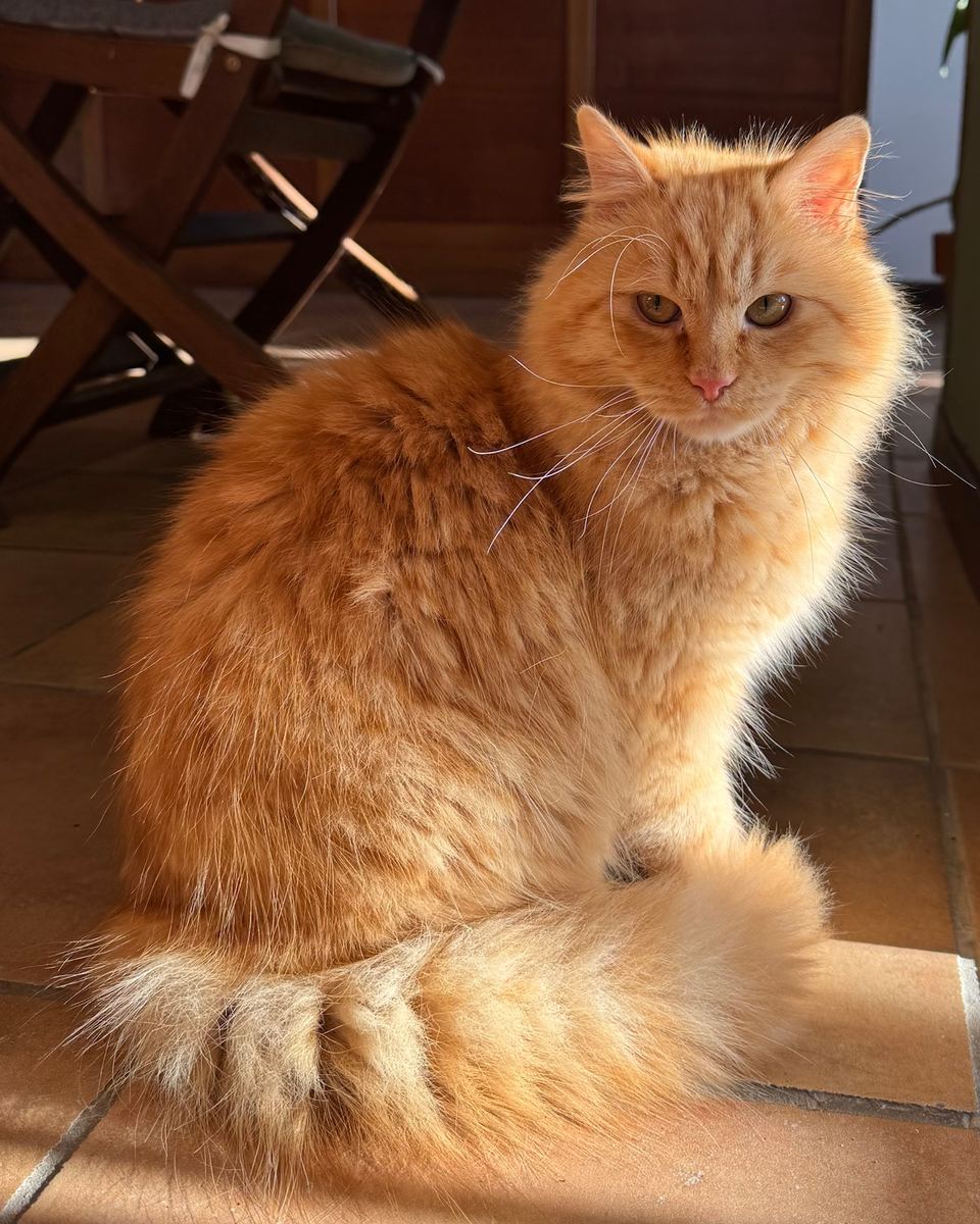 Il nostro gatto, rosso a pelo lungo, seduto al sole