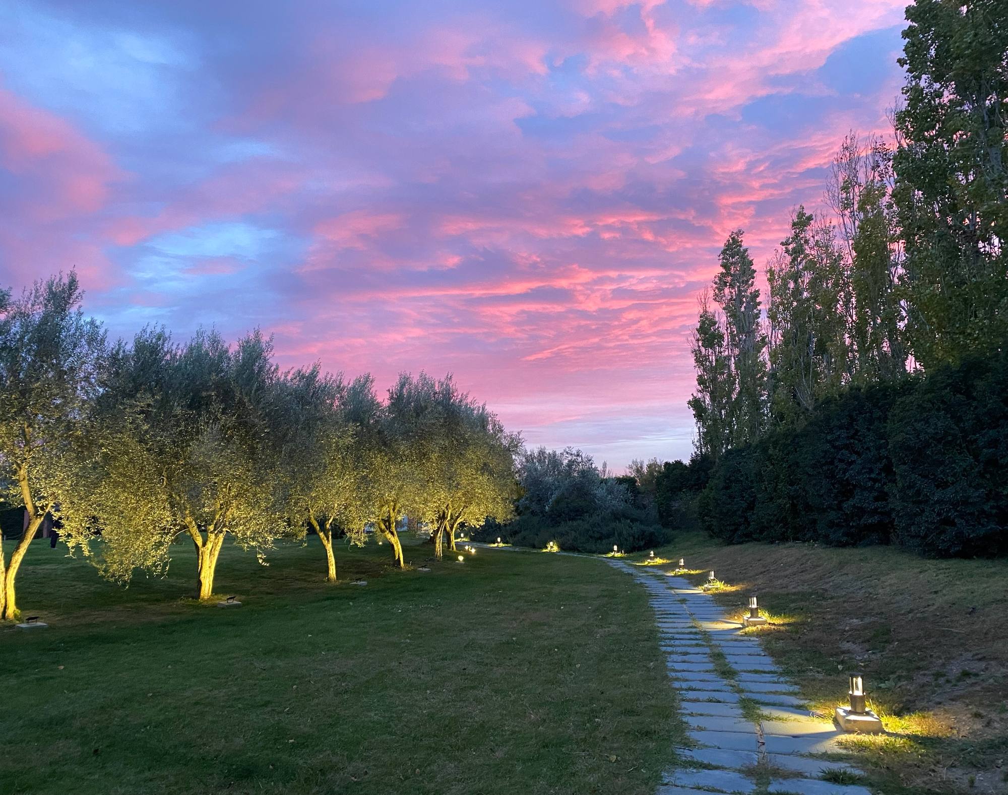 Gli ulivi illuminati al tramonto, lungo il vialetto della tenuta